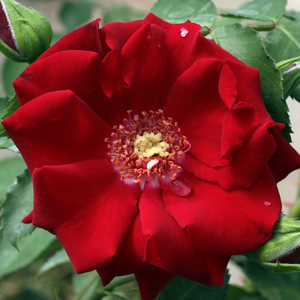 Roter Korsar ® - trandafiri - www.ioanarose.ro